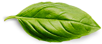 Inicio basil leaf.png